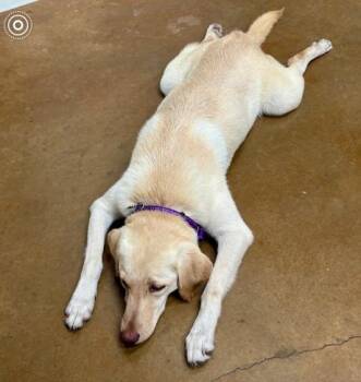 Labrador Retriever and Mixed Breed Dogs Available for Adoption in Broomfield, Colorado - Craiggey / Jojo | PetCurious