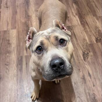 American Bully and Shih Tzu Dogs Available for Adoption - Fable | PetCurious