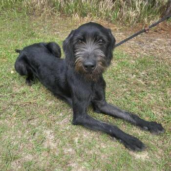 Schnauzer Dogs Available for Adoption in Foley, Alabama - Earl | PetCurious
