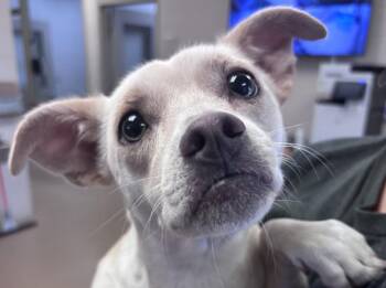 Minnie -  Shih Tzu and Chihuahua Dog for Adoption in Brenham, Texas - Minnie | PetCurious