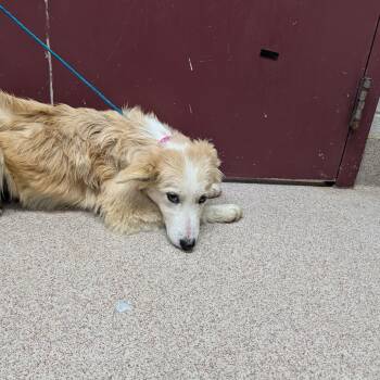 Australian Shepherd Dogs Available for Adoption - Bella | PetCurious