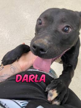 Darla -  Terrier Dog for Adoption in Muncie, Indiana - Darla | PetCurious