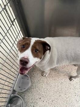 Mixed Breed Dogs Available for Adoption in Memphis, Tennessee - Jax | PetCurious