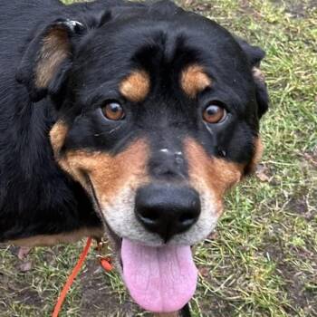 Rescue Rottweiler Dogs for Adoption in Redmond, Washington - Honey | PetCurious