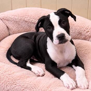 Buddy -  American Bulldog and American Staffordshire Terrier Dog for Adoption in Northville, Michigan - Buddy | PetCurious