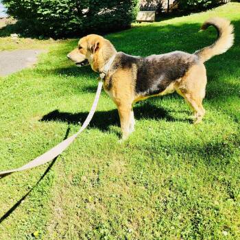 Max RDS -  German Shepherd Dog and Great Pyrenees Dog for Adoption in Rockaway, New Jersey - Max RDS | PetCurious