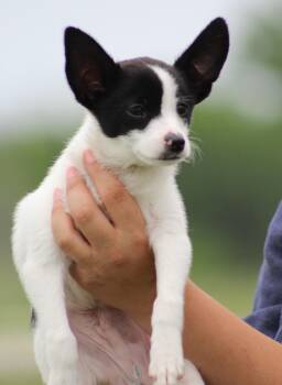 Chihuahua and Mixed Breed Dogs Available for Adoption in Temple, Texas - Philip | PetCurious