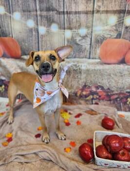 Lucy -  Terrier and Mixed Breed Dog for Adoption in Chattanooga, Tennessee - Lucy | PetCurious