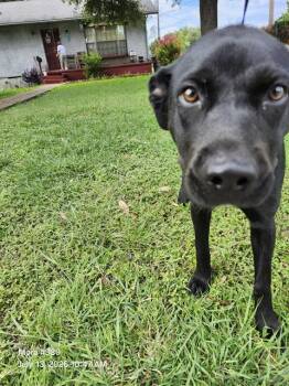 AZABACHE -  American Staffordshire Terrier Dog for Adoption in San Antonio, Texas - AZABACHE | PetCurious