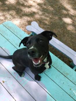 Black Labrador Retriever Dogs Available for Adoption in Sunderland, Maryland - Revere | PetCurious