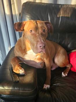 Caesar -  Pit Bull Terrier Dog for Adoption in Wheaton, Illinois - Caesar | PetCurious