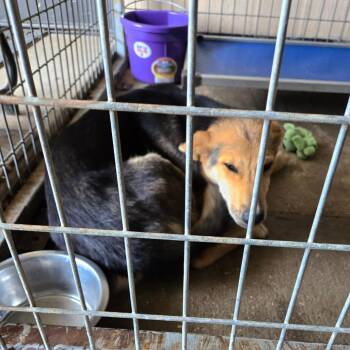 Rescue German Shepherd Dog and Mixed Breed Dogs for Adoption in Graham, Texas - Beanie | PetCurious