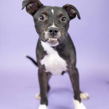 Cheyenne -  Mixed Breed Dog for Adoption in Portland, Oregon - Cheyenne | PetCurious