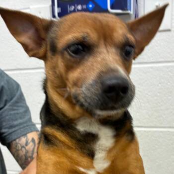 Taz -  Chihuahua and Mixed Breed Dog for Adoption in Corpus Christi, Texas - Taz | PetCurious