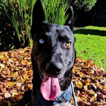 Husky and Pit Bull Terrier Dogs Available for Adoption - Stunning Jett | PetCurious