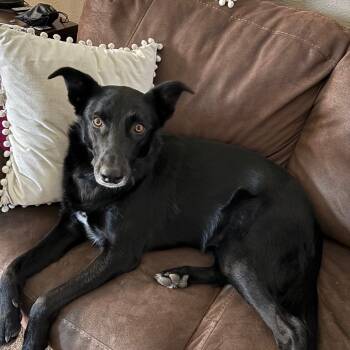 Rescue Border Collie Dogs for Adoption in Colorado Springs, Colorado - Hobbs | PetCurious