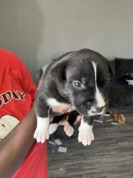 Mixed Breed Dogs Available for Adoption - SCOTTIE | PetCurious