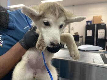 A1926776 -  Siberian Husky and Mixed Breed Dog for Adoption in Thousand Palms, California - A1926776 | PetCurious