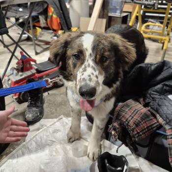 Collie Dogs Available for Adoption - Barley | PetCurious