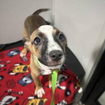 Roxy -  Border Collie and Mixed Breed Dog for Adoption in Tampa, Florida - Roxy | PetCurious