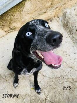 Rescue Labrador Retriever Dogs for Adoption in Milford, New Hampshire - Stormy | PetCurious