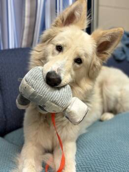 White German Shepherd Dogs Available for Adoption in Maidens, Virginia - Ghost | PetCurious