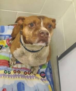 Rescue Pit Bull Terrier and Mixed Breed Dogs for Adoption in Willmar, Minnesota - Smalls | PetCurious