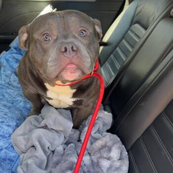 Tank -  American Staffordshire Terrier Dog for Adoption in Blair, Wisconsin - Tank | PetCurious