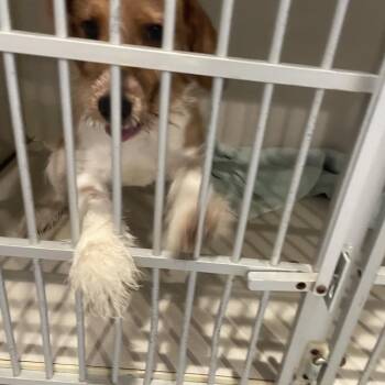 Mixed Breed Dogs Available for Adoption - 0321-D26 | PetCurious