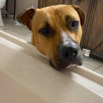 Boxer and Black Mouth Cur Dogs Available for Adoption - Bentley | PetCurious