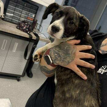 Collie Dogs Available for Adoption in Martinsville, Virginia - General Paws | PetCurious