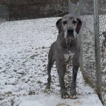 Mixed Breed Dogs Available for Adoption - Reign | PetCurious