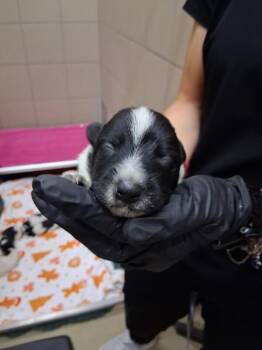 Sassy -  Mixed Breed Dog for Adoption in Hobbs, New Mexico - Sassy | PetCurious