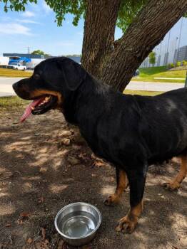 Veronica -  Rottweiler Dog for Adoption in Little Rock, Arkansas - Veronica | PetCurious