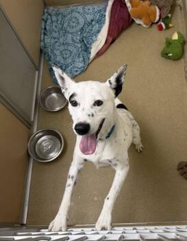Mack -  Mixed Breed Dog for Adoption in Longmont, Colorado - Mack | PetCurious