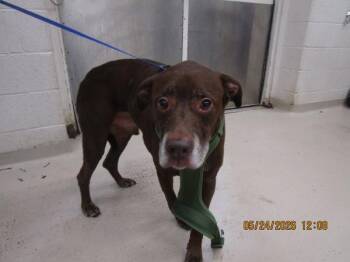 Labrador Retriever Dogs Available for Adoption in Marietta, Georgia - Barrett (106) | PetCurious