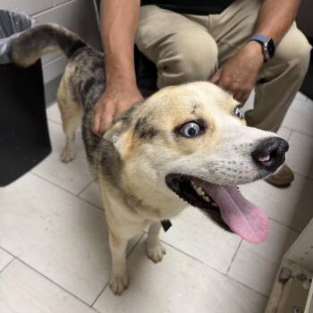 Alvarez -  Mixed Breed Dog for Adoption in Lufkin, Texas - Alvarez | PetCurious
