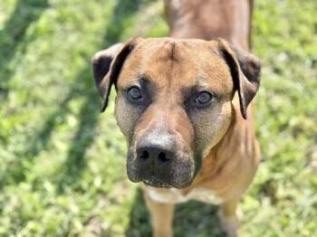 Pit Bull Terrier and Mixed Breed Dogs Available for Adoption in Tulsa, Oklahoma - BANKSY | PetCurious