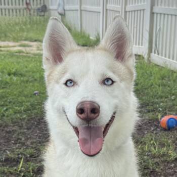 Misty -  Husky Dog for Adoption in Auburn, Nebraska - Misty | PetCurious