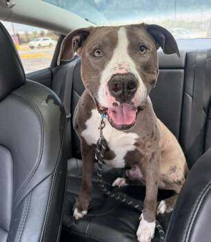 American Bully and American Staffordshire Terrier Dogs Available for Adoption in Houston, Texas - JAKE | PetCurious