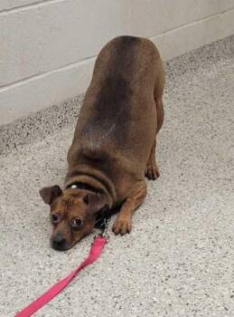 Mojito -  Mixed Breed Dog for Adoption in Kansas City, Missouri - Mojito | PetCurious