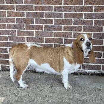 Basset Hound Dogs Available for Adoption in Waterloo, Iowa - Hazel | PetCurious