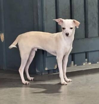 Rescue Chihuahua and Italian Greyhound Dogs for Adoption in Charlotte, North Carolina - Puppy Punky | PetCurious