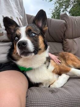 Corgi Dogs Available for Adoption in Hartford, Kentucky - Winston | PetCurious