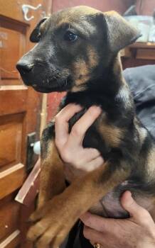 Doberman Pinscher and Mixed Breed Dogs Available for Adoption - Cambria | PetCurious