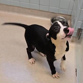 Mixed Breed Dogs Available for Adoption in Glenfield, New York - Comet 2611 | PetCurious