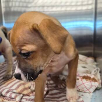 Kit Kat -  Mixed Breed Dog for Adoption in Bentonville, Arkansas - Kit Kat | PetCurious