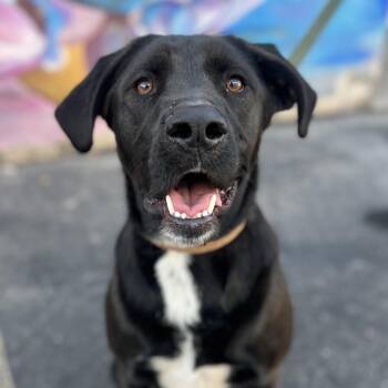 Bronto -  Black Labrador Retriever and Mixed Breed Dog for Adoption in Salt Lake City, Utah - Bronto | PetCurious