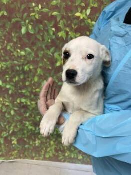 Labrador Retriever and Mixed Breed Dogs Available for Adoption - Ada | PetCurious