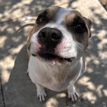 Thor -  Pit Bull Terrier Dog for Adoption in The Colony, Texas - Thor | PetCurious